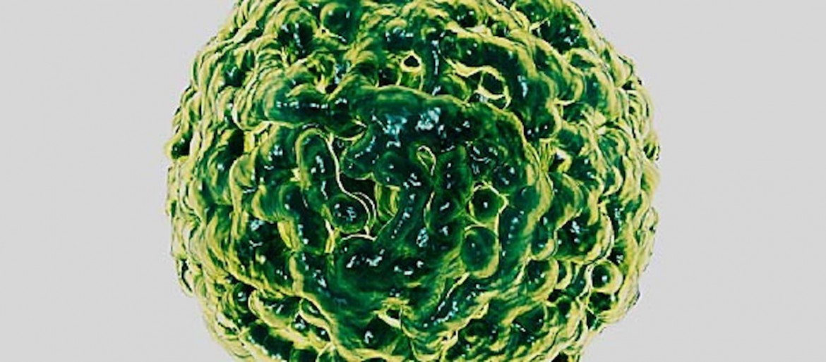 Norovirus